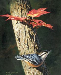 Fall – Red-breasted Nuthatch