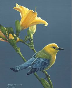 Colors of Summer – Prothonotary Warbler
