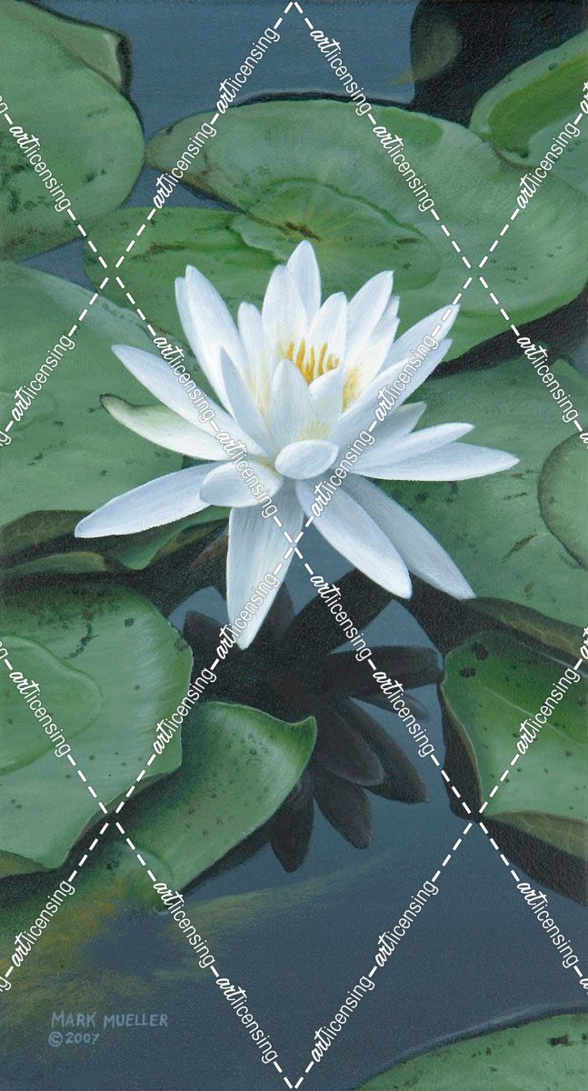 Early to Rise – Water Lily