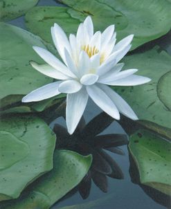 Early to Rise – Water Lily