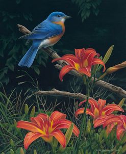 Edge of the Woods – Bluebird and Daylilies