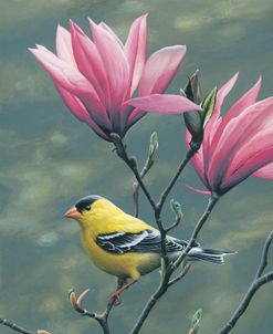 Emergence – Goldfinch and Japanese Magnolia