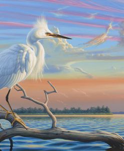 Reflections – Snowy Egret