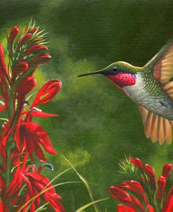 Seeing Red – Hummingbird and Cardinal Flower