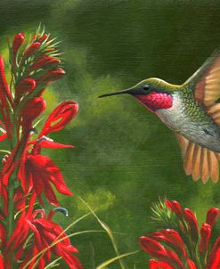 Seeing Red – Hummingbird