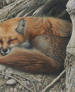 Sleepy Hollow – Red Fox