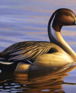 Lone Pintail