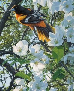 Mid-morning Breeze – Baltimore Oriole
