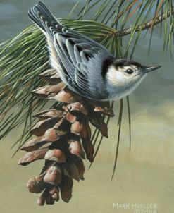 Pine Cone Perch – White-breasted Nuthatch