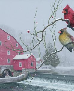 Winter gems – Cardinals at Clinton Mill NJ