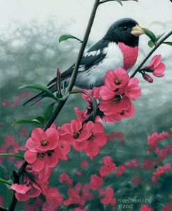 Spring – Rose-breasted Grosbeak