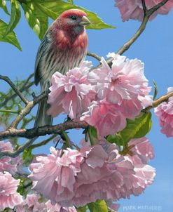 Spring Glory – House Finch