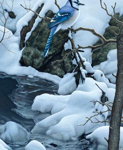 Tranquil Morning – Blue Jay