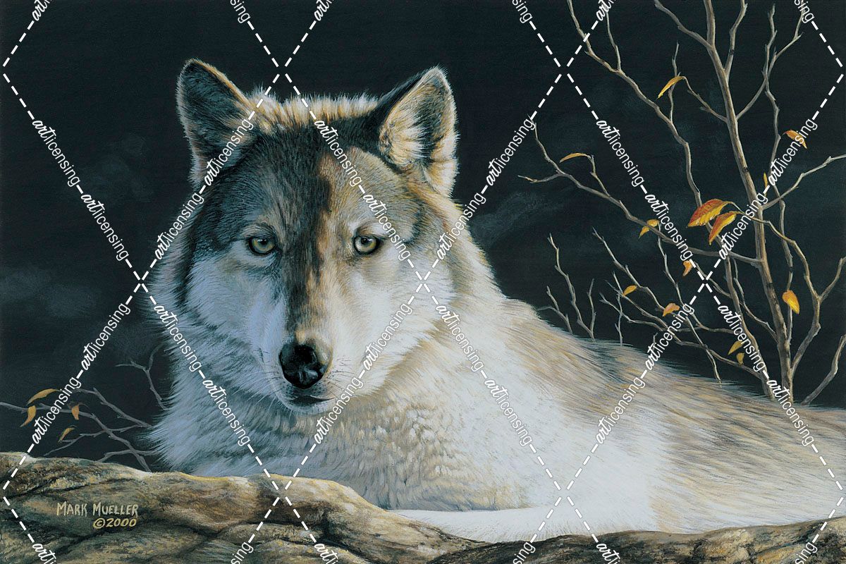 Watchful Eyes- Gray Wolf