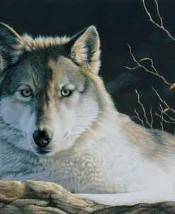 Watchful Eyes- Gray Wolf