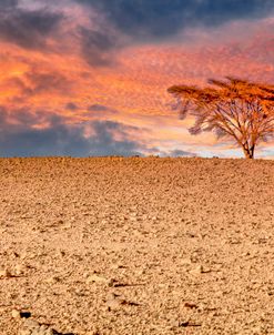 Sahara Desert Beauty