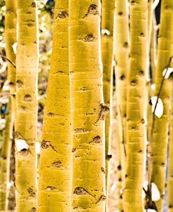 Aspen Trunks