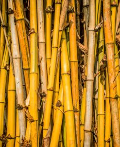 Bamboo