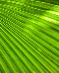 Green Palm Frond