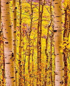 Aspen Autumn