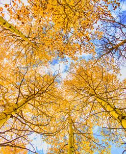 Autumn Aspens