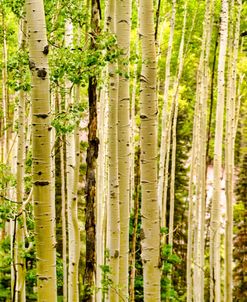 Spring Aspens