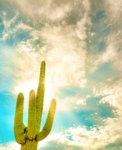 Sun Burst Saguaro