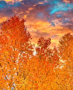 Wyoming Autumn
