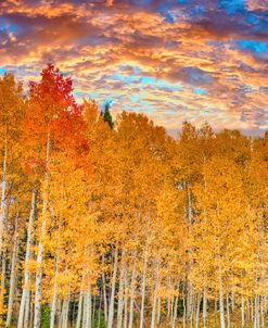 Wyoming Autumn Aspens