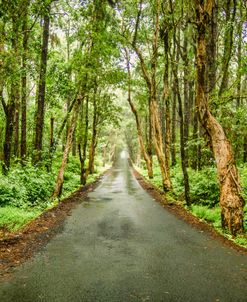 Tropical Mauritius Road
