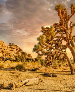 Joshua Tree Golden Hour