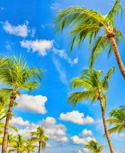 Aruba Sunny Palms
