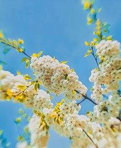 Flowering Tree