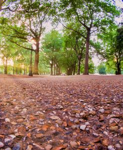 Down Low In Green Park