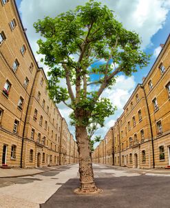 Housing Estate Garden