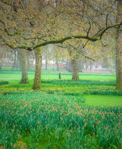 Green Park Early Morning Fog