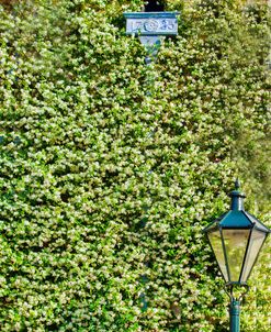 Lamp Post And Flowering Vines