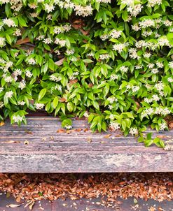 Nature’s Bench