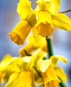 Spring Daffodils