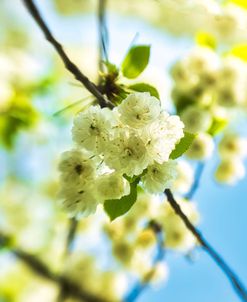 Spring Flowers