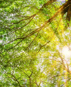 Sunrays Through The Treetops