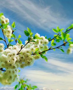 White Spring Blossoms