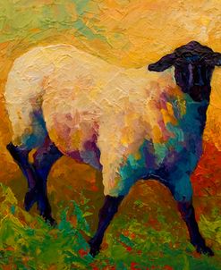 Ewe Portrait IV