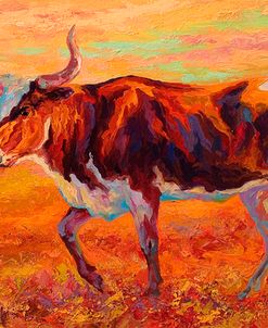 Longhorn Heifer