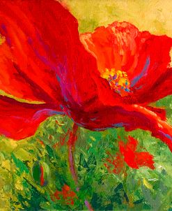 Red Poppy I