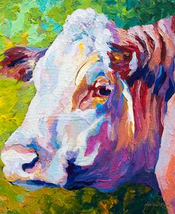 White Face Cow