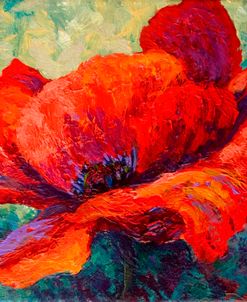 Red Poppy III