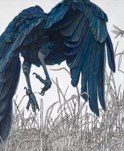 Wings Of Harmony