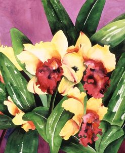 Yellow Orchids