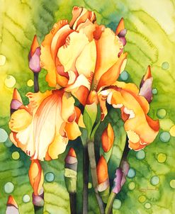 Yellow Iris